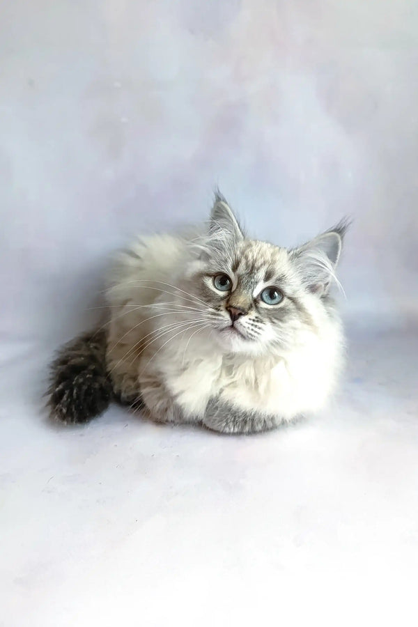 Fluffy white and grey Ragdoll cat chilling on a cozy surface with Ursula Siberian Kitten