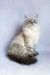 Fluffy white Ragdoll cat with blue eyes and dark-tipped tail in Ursula Siberian Kitten