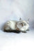 Ragdoll cat with fluffy white and grey fur relaxing, perfect for Ursula | Siberian Kitten