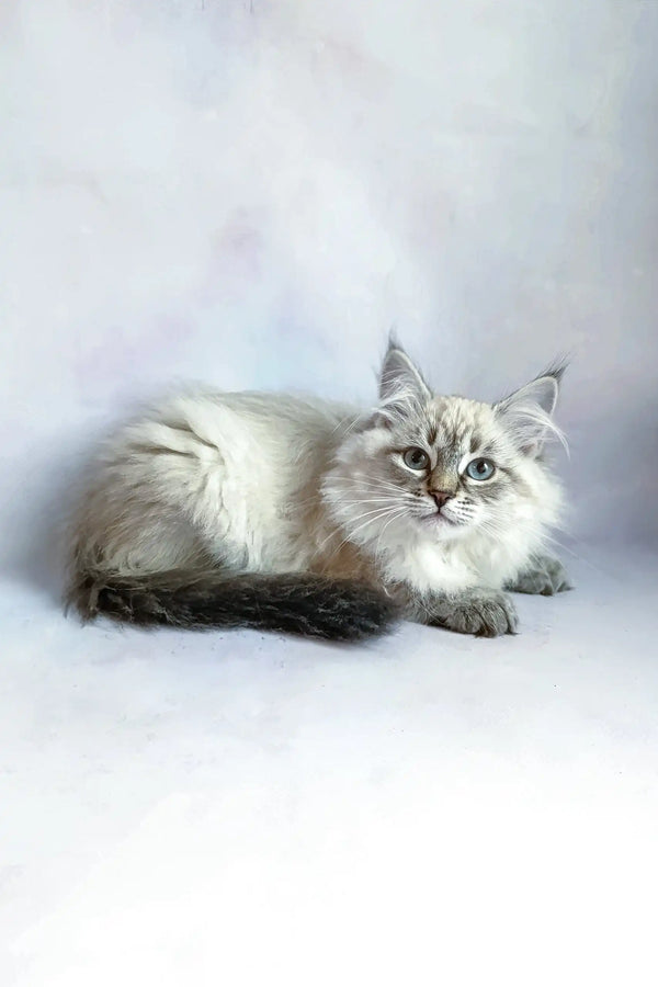 Ragdoll cat with fluffy white and grey fur relaxing, perfect for Ursula | Siberian Kitten