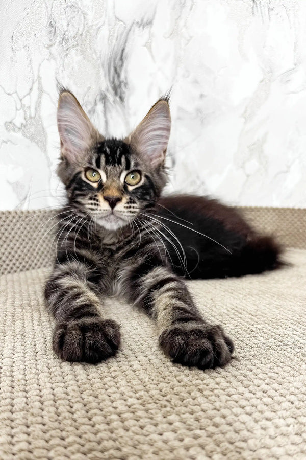 Urus | maine coon kitten
