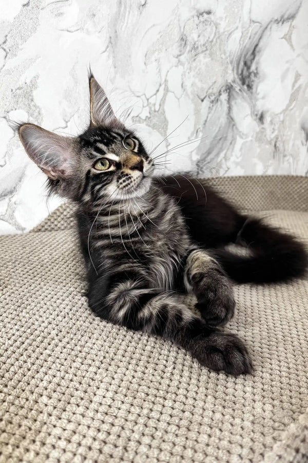 Urus | maine coon kitten
