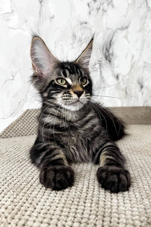 Urus | maine coon kitten