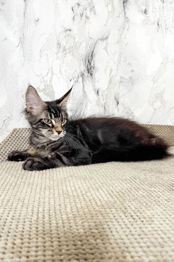 Urus | maine coon kitten