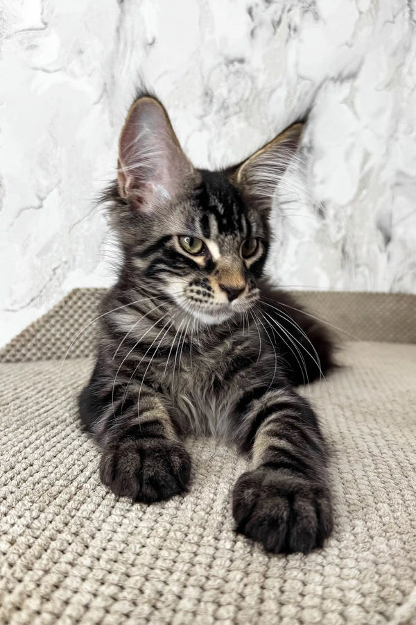 Urus | maine coon kitten