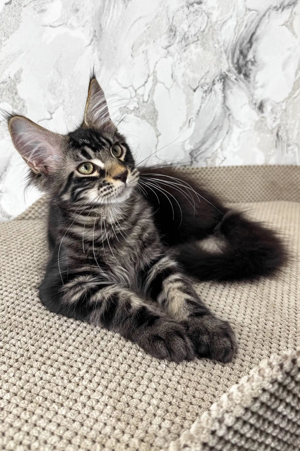 Urus | maine coon kitten