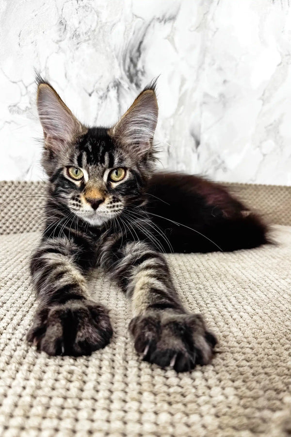 Urus | maine coon kitten