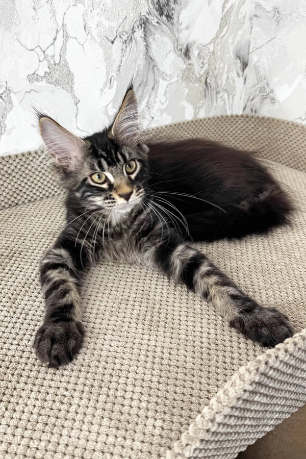 Urus | maine coon kitten