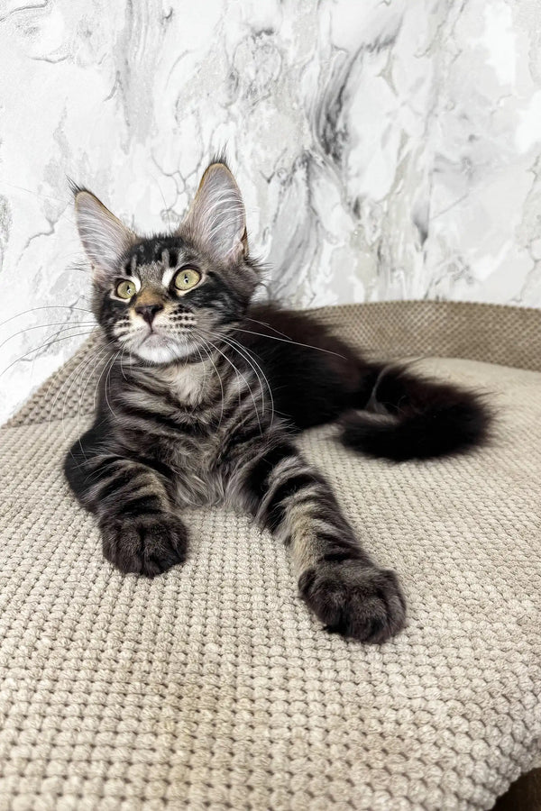 Urus | maine coon kitten