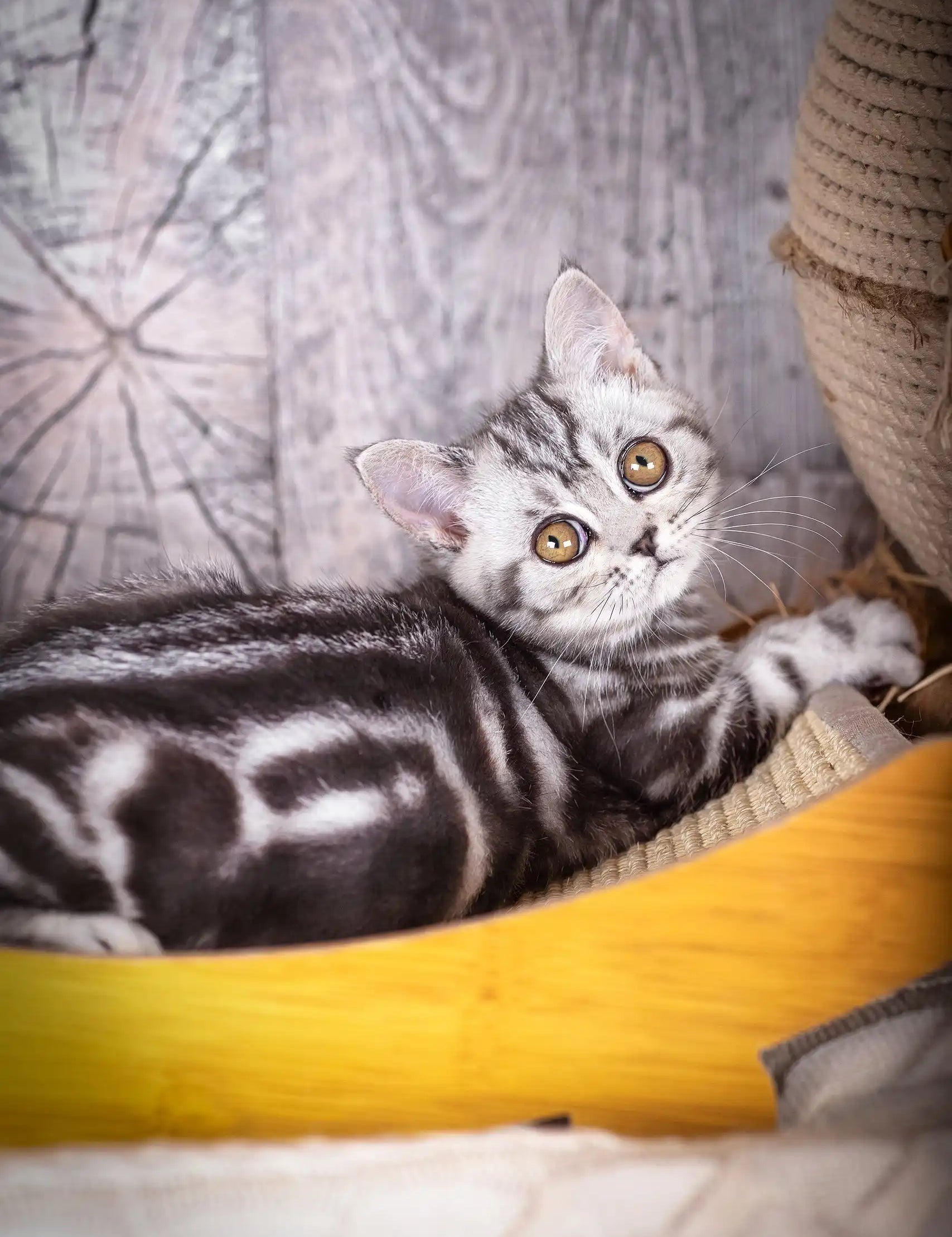 Striped kitten with golden eyes in Urus Scottish Straight Kitten product display