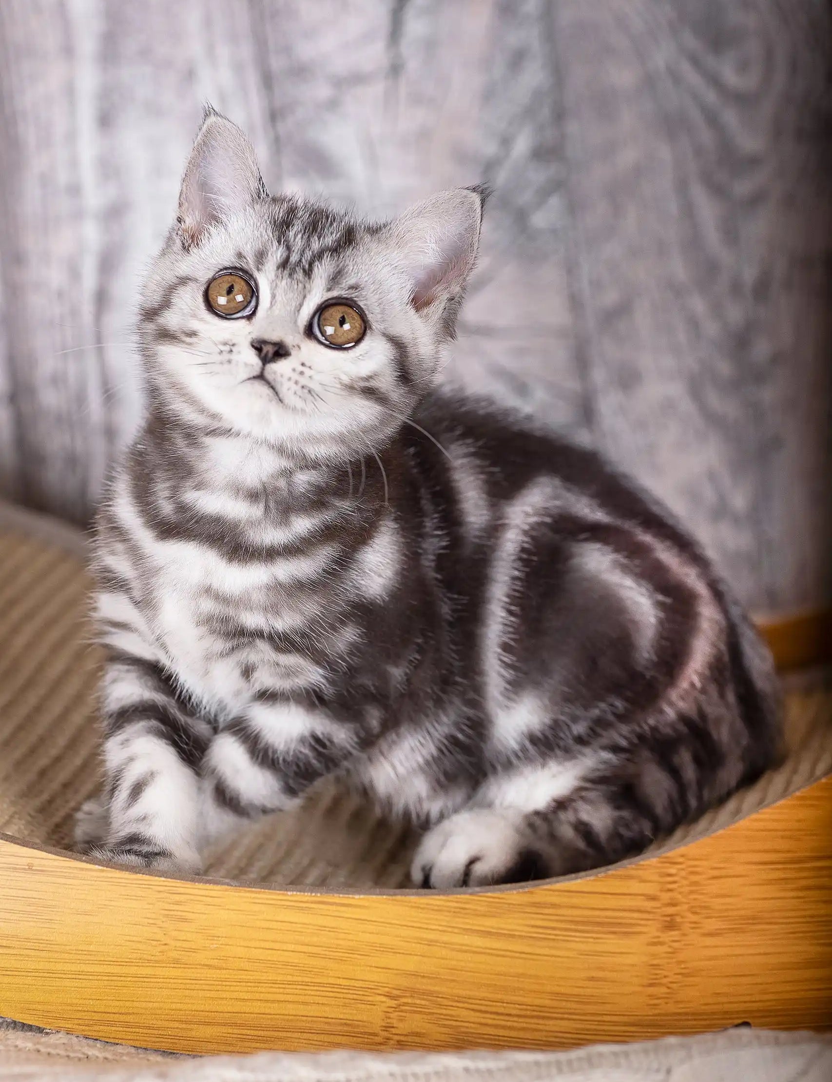 Cute striped gray kitten from the Urus Scottish Straight Kitten collection