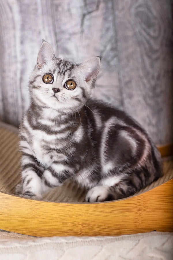 Cute striped gray kitten from the Urus Scottish Straight Kitten collection