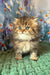 Usik | british longhair kitten