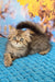 Usik | british longhair kitten