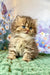 Usik | british longhair kitten