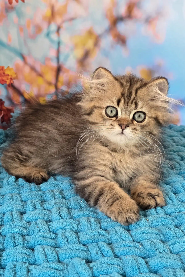Usik | british longhair kitten