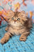 Usik | british longhair kitten
