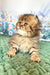 Usik | british longhair kitten