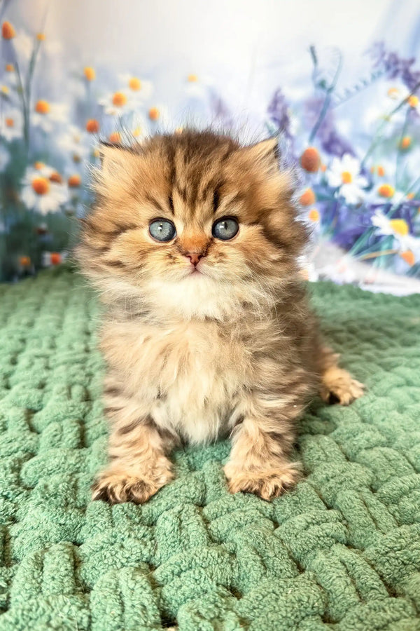 Usik | british longhair kitten