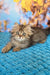 Usik | british longhair kitten