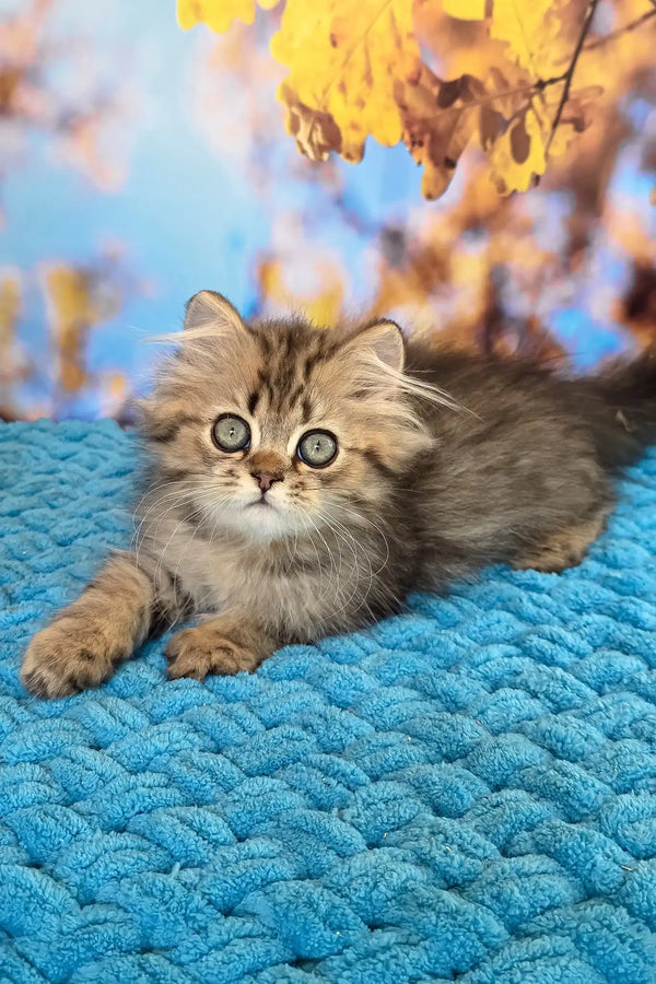 Usik | british longhair kitten