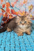 Usik | british longhair kitten