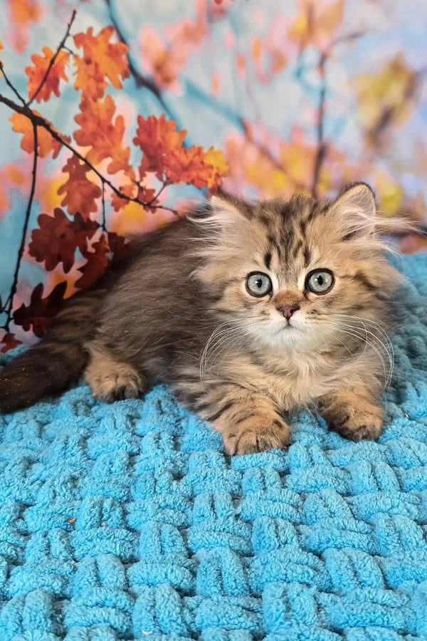 Usik | british longhair kitten