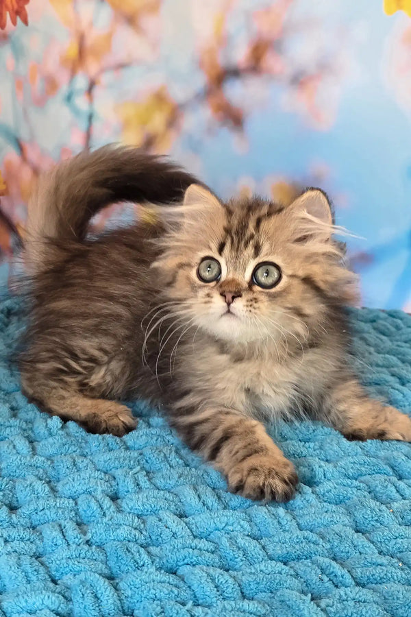 Usik | british longhair kitten