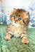 Usik | british longhair kitten