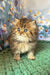 Usik | british longhair kitten