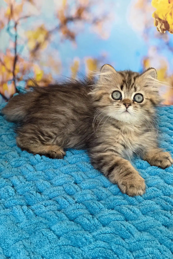 Usik | british longhair kitten