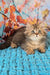 Usik | british longhair kitten