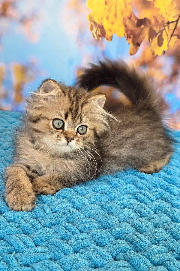 Usik | british longhair kitten