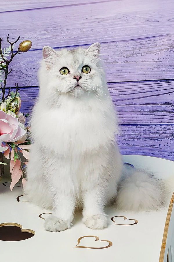 White fluffy Scottish Straight kitten with bright eyes sitting upright, ready for cuddles