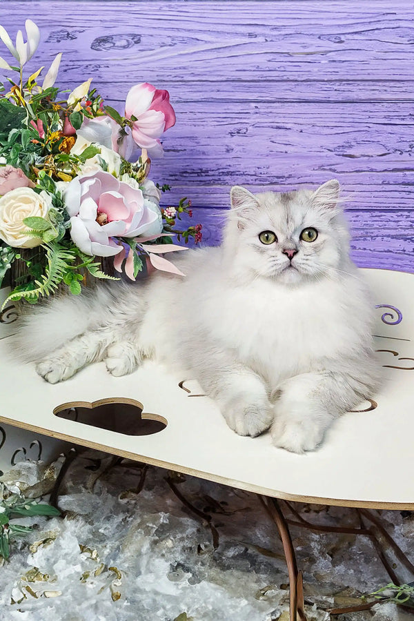 White fluffy Scottish Straight Kitten with green eyes lounging on a table