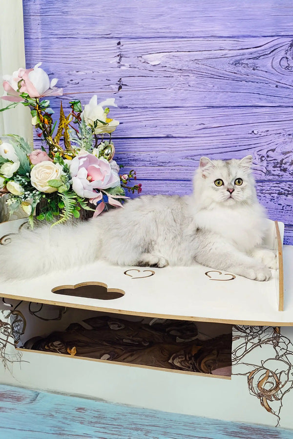 Fluffy white Scottish Straight Kitten relaxing on a chic decorative surface