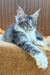 Uslada | maine coon kitten