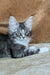 Uslada | maine coon kitten