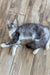 Uslada | maine coon kitten
