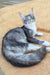 Uslada | maine coon kitten