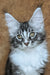 Uslada | maine coon kitten