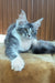 Uslada | maine coon kitten