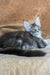 Uslada | maine coon kitten