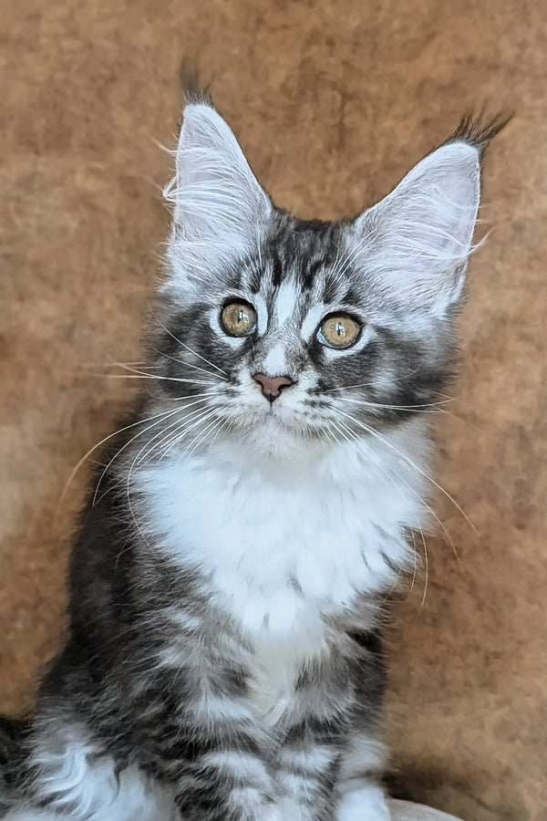 Uslada | maine coon kitten