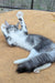 Uslada | maine coon kitten