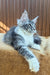 Uslada | maine coon kitten