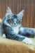 Uslada | maine coon kitten