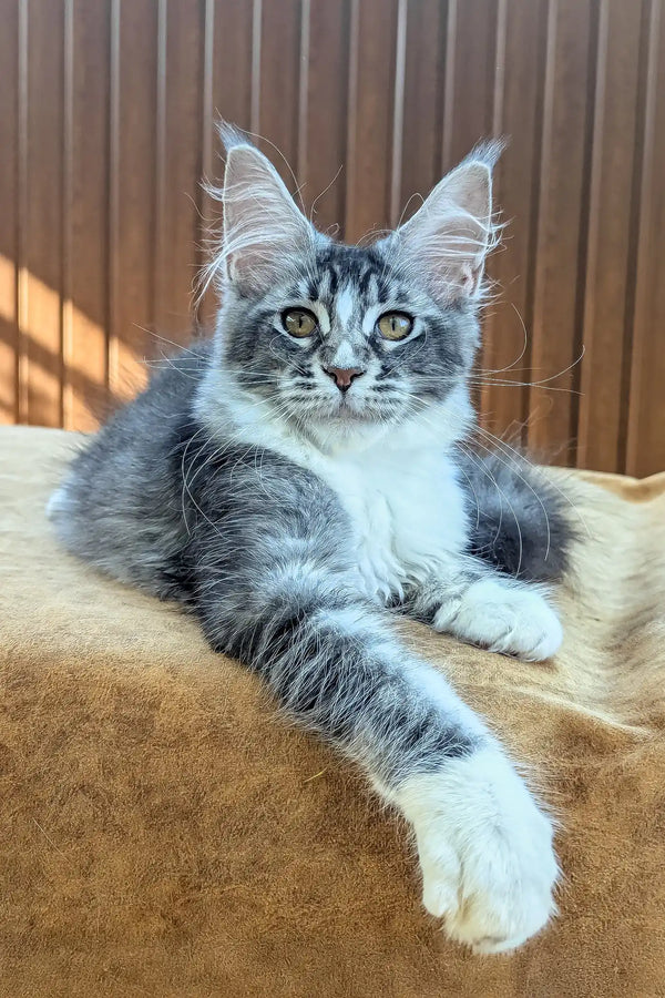 Uslada | maine coon kitten
