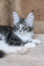 Uslada | maine coon kitten