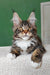 Usman | maine coon kitten
